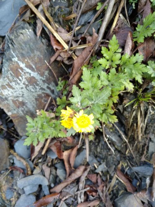 阿里山油菊