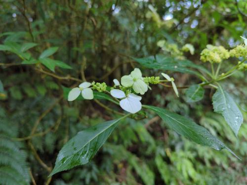 華八仙(華南分布)