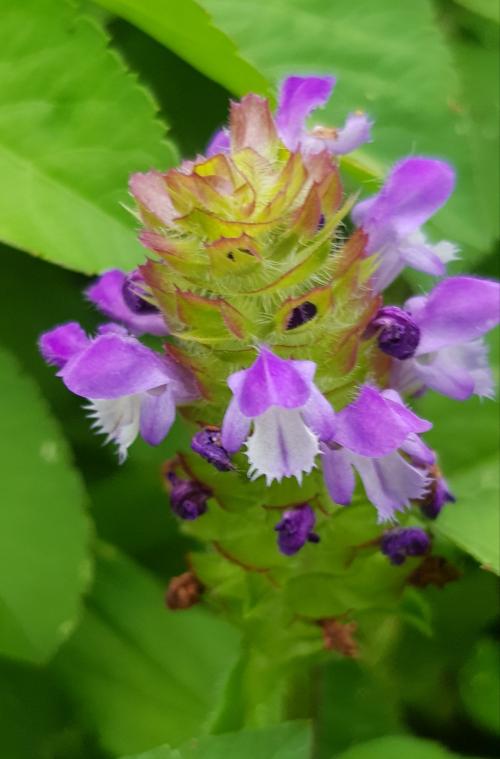 夏枯草