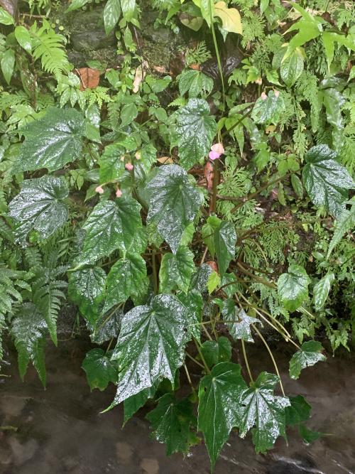 水鴨腳秋海棠