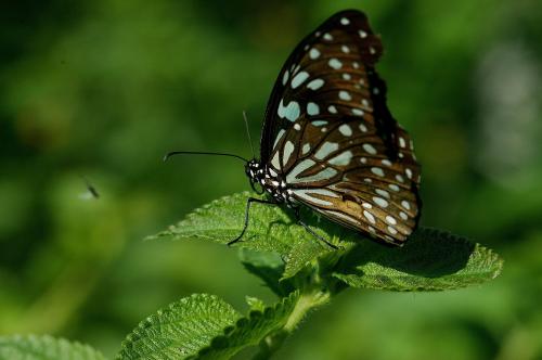 20090926_347203_Tirumala limniace limniace_a.jpg