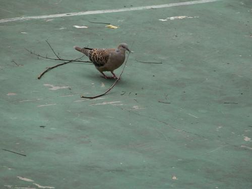 金背鳩(台灣亞種)