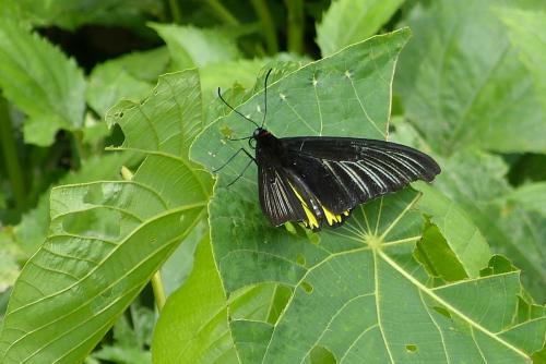 珠光鳳蝶蘭嶼亞種 (蘭嶼黃裙鳳蝶、蘭嶼金鳳蝶)