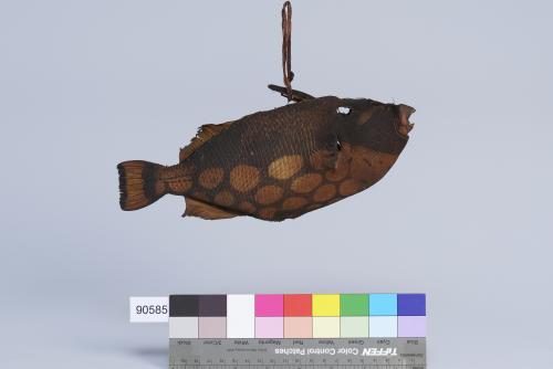 厚皮魚製成的標本
