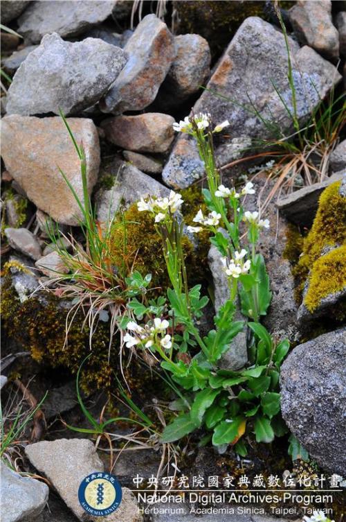 Arabis serrata Franch. & Sav._BRCM 6060