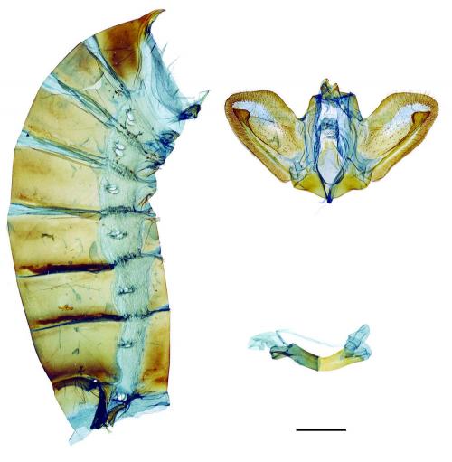 Papilio thaiwanus Rothschild, 1898 臺灣鳳蝶