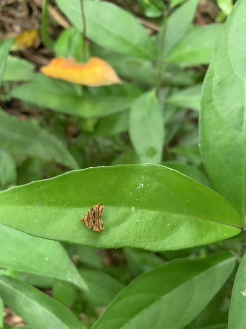 土紋桑舞蛾