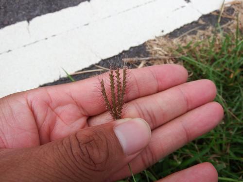 虎尾草、刺虎尾草、孟仁草