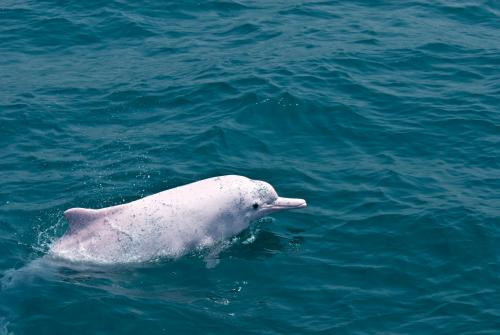 臺灣白海豚的海上英姿