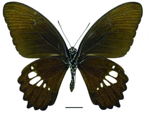 Papilio castor formosanus Rothschild, 1896 無尾白紋鳳蝶