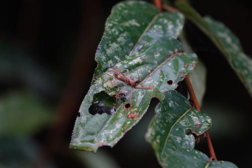 白斑素獵椿象 (六刺素獵椿象)