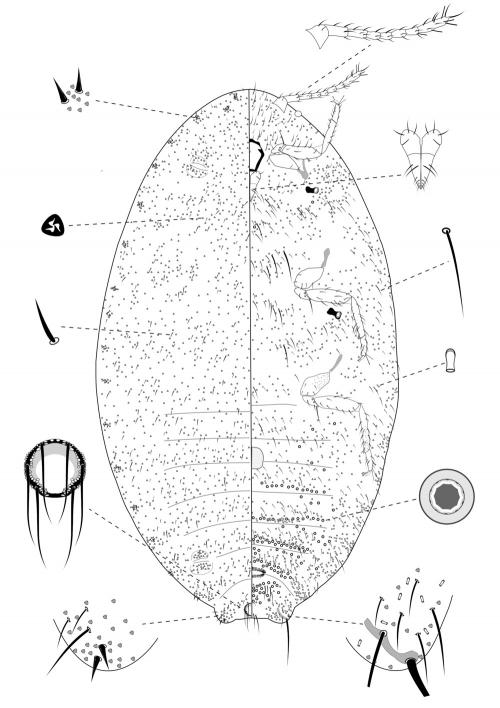 Planococcus krauhniae (Kuwana, 1906)