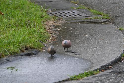 紅鳩