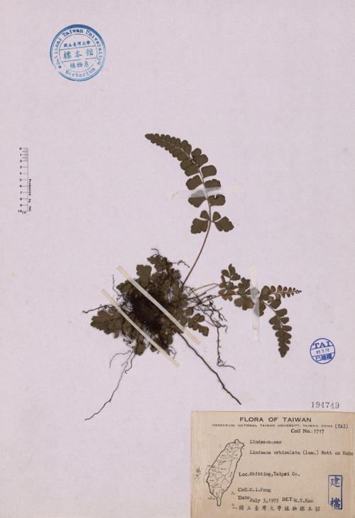 Lindsaea orbiculata (Lam.) Mett. ex Kuhn_標本_BRCM 4603