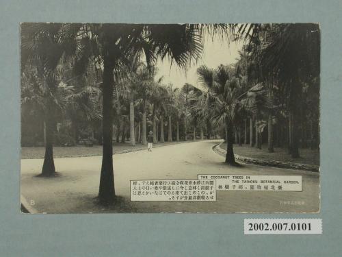 臺北植物園椰子樹林