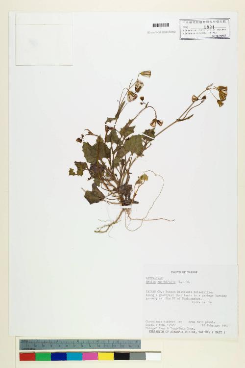 Emilia sonchifolia (L.) DC._標本_BRCM 5217