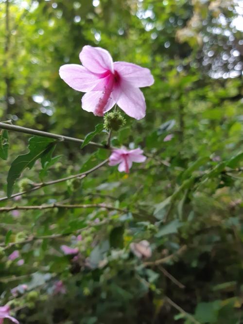 地桃花 (肖梵天花)