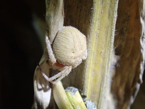 豐滿新園蛛