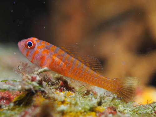 Orange-red Pygmygoby