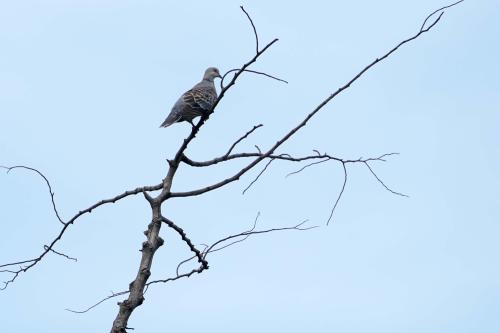 金背鳩