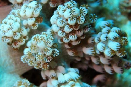 疊瓦花菜軟珊瑚