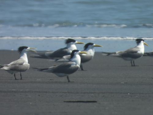 鳳頭燕鷗