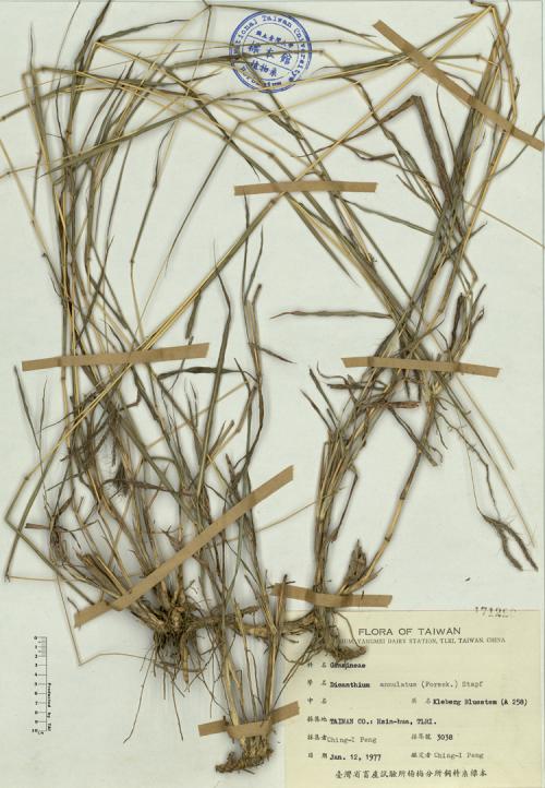 Dichanthium annulatum (Forssk.) Stapf_標本_BRCM 4176