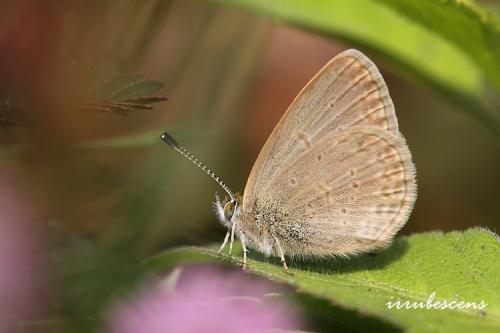 L46-1 折列藍灰蝶