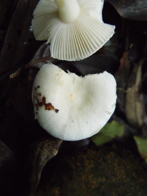 Russula alboareolata(白紋紅菇)