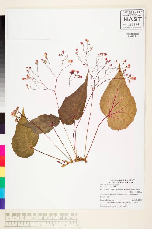 Begonia biliranensis標本_BRCM 2239