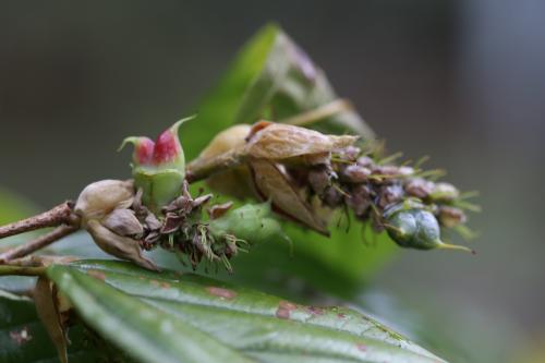 瑞木、 大果蠟瓣花