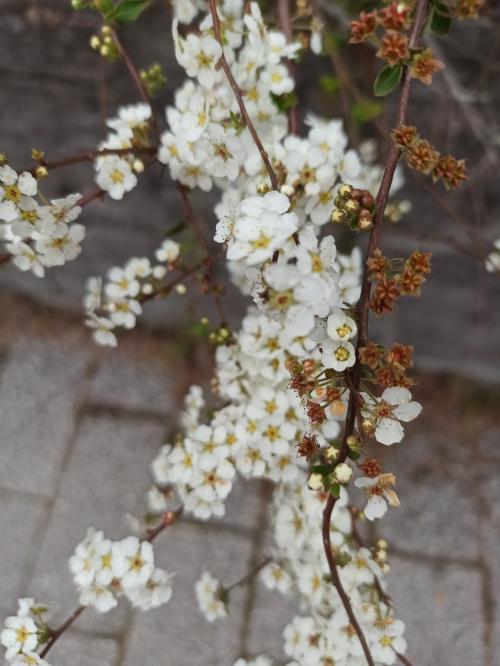 李葉繡線菊(笑靨花)