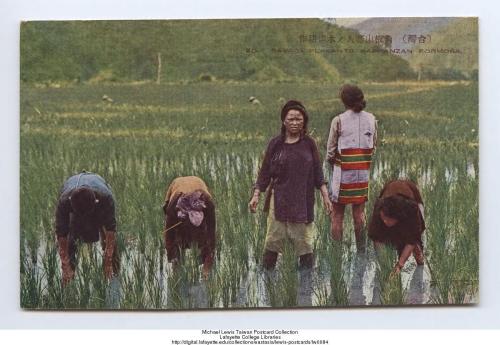角板山泰雅族人在水田裡耕作