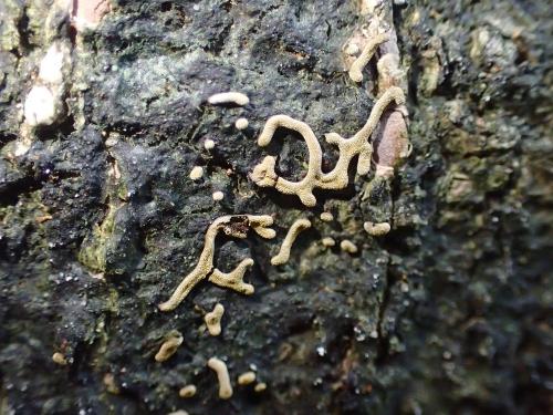 Physarum serpula(蛇形絨泡黏菌)
