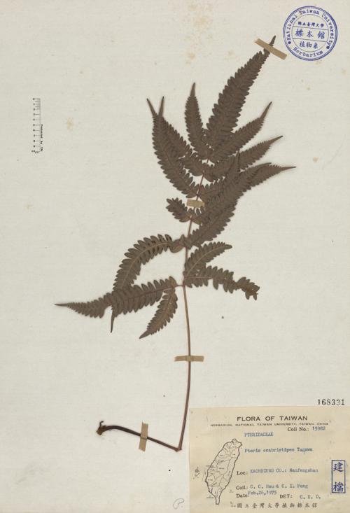 Pteris scabristipes Tagawa_標本_BRCM 3985