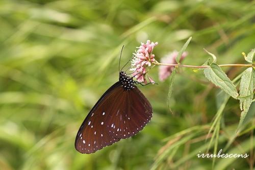 N06-2 異紋紫斑蝶