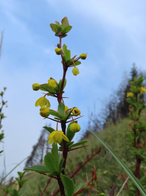 玉山小檗