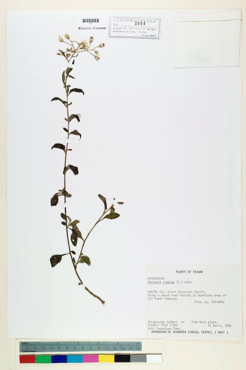 Vernonia cinerea (L.) Less._標本_BRCM 5130