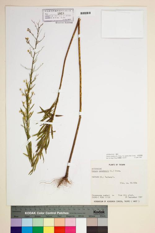 Conyza canadensis (L.) Cronq. var. pusilla (Nutt.) Cronq._標本_BRCM 7031