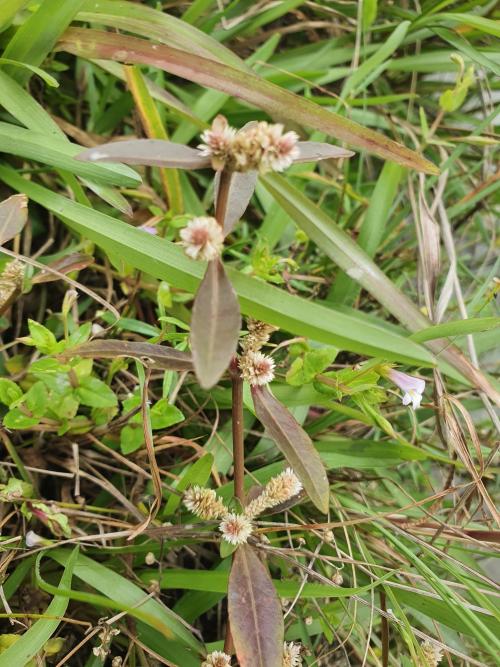 蝦鉗菜 (蓮子草 )