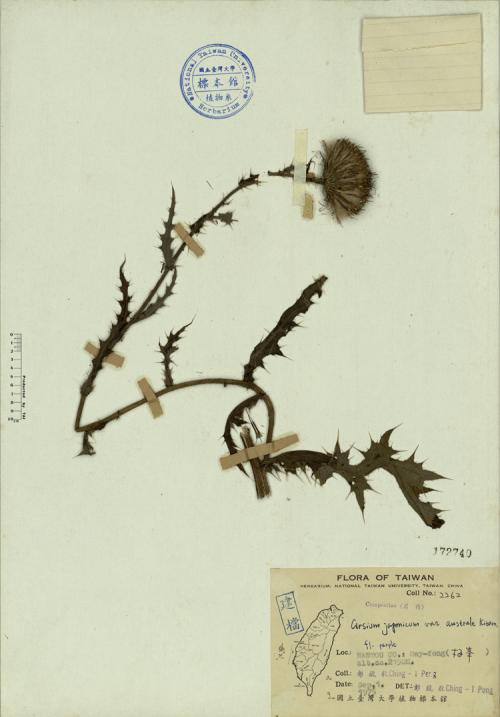 Cirsium japonicum var. australe Kitam._標本_BRCM 4303
