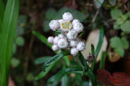 玉山抱莖籟簫