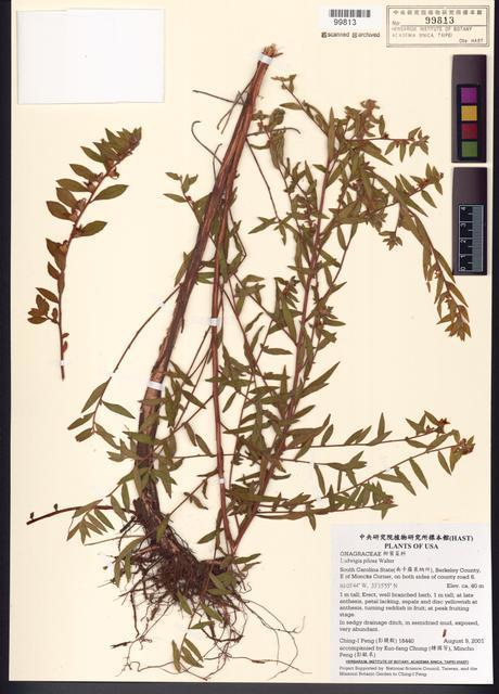 Ludwigia pilosa Walter_標本_BRCM 7763