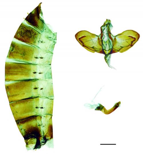 Papilio agestor matsumurae Fruhstorfer, 1909 斑鳳蝶