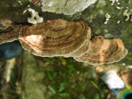 Lenzites betulina(樺褶孔菌)