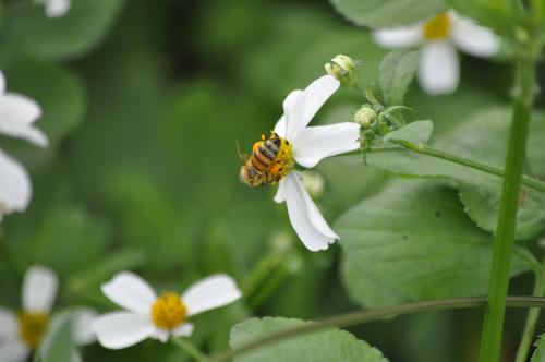 西方蜜蜂