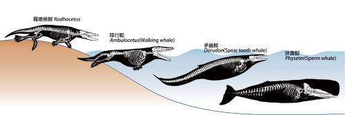 演化回海洋的鯨豚