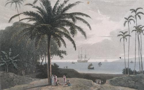 Cocoa Nut & Betel Trees "A picturesque voyage to India by the way of China"