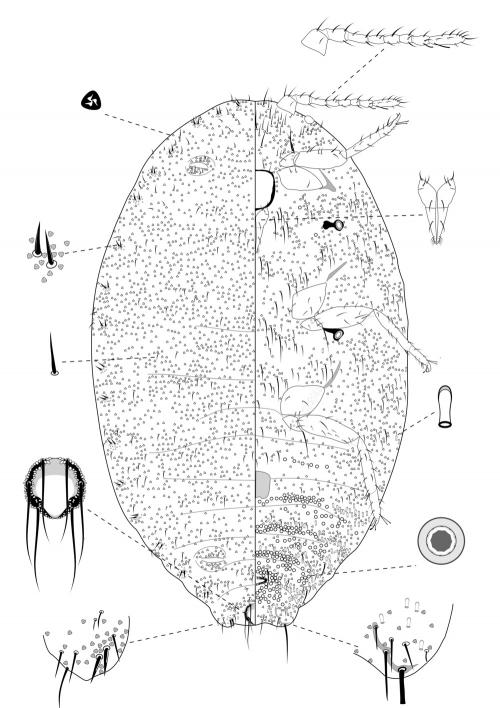 Planococcus minor (Maskell, 1897)
