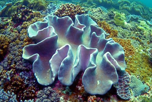 杯形肉質軟珊瑚